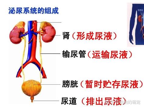 泌尿系統 常識|泌尿系統